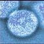 Cloning Opponents Want Answers after Experiment Revealed