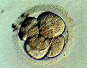 US Adult Stem Cell Findings Re-Ignite Debate Over Embryos