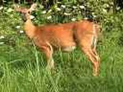 Homeless Dine on Hunters' Surplus Venison