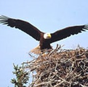 On Two Wings: Common Sense About the Founding of America