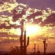 The Strangers in the Desert