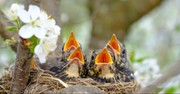 When You Worry, Look to the Birds (Matthew 6:25-26) - Your Daily Bible Verse - April 13