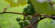 What Jesus Means by ‘I Am the Vine, You Are the Branches’ 