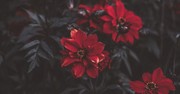 An Acquired Taste - Greg Laurie Devotion - June 6, 2026