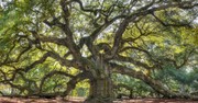 What Are the Oaks of Righteousness Described in Isaiah 61:3?