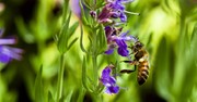 What a Tiny Bumble Bee Reveals About Honoring God’s Creation
