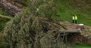 16-Year Old Arrested for Cutting Down Famous 'Robin Hood' Sycamore Tree