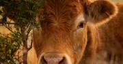 7 Things to Know about the Significance of Red Heifers in Biblical Prophecy