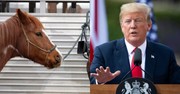 What a Horse’s Election and Trump’s Interview with Musk Reveal about Political Equality