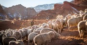 Shepherd Those God Gives You - Senior Living - September 23
