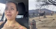 Woman Visits Boyfriend's Grave and Gets Emotional When She Spots Deer in Cemetery