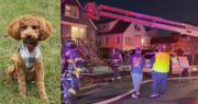 2-Year-Old Mini Goldendoodle Alerts Family of House Fire Saving Their Lives