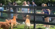 13 Golden Retrievers Gather for Camp Goldie, and It’s as Adorable as It Sounds 