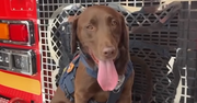 Heroic Rescue Dog Joey Helps Find 3 Survivors in the Rubble After Venezuela Quake 