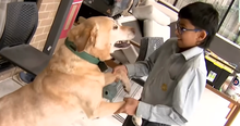 Labrador Does His Duty and Scares Off Home Invaders