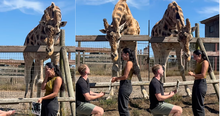 A Giraffe Named Mazi Helps a Man Propose to His Girlfriend and It's Super Cute