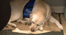 Courthouse Relies on a Four-Legged Staff Member for Support and It's the Biggest Blessing