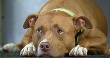 Firefighters Adopt This Sweet Pup That Ended Up Outside the Firehouse