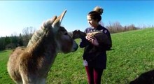 Baby Goat And Donkey Are Adorable Best Friends