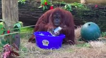 Orangutan Washes Her Hands After Seeing Her Human Caregivers Do It