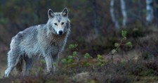 We’ve Seen the Dire Wolf Movie and It Doesn’t End Well