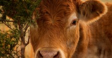 7 Things to Know about the Significance of Red Heifers in Biblical Prophecy
