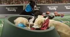 ‘Great American Rescue Bowl’ Showcases Sweet, Cuddly Competitors Hoping for Adoption