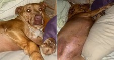 Couple Wakes Up to Find Dog in Bed with Them, Only It's Not Their Dog