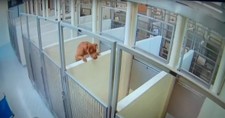 Dog Jumped over Wall to Be with Her Friend and Now They Both Found a Home Together
