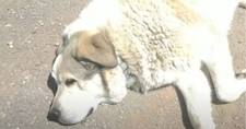 Two-Year-Old Is Found by Rancher's Dog after Walking 7 Miles from Home