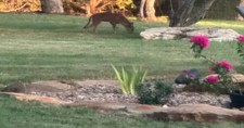 Woman Turns to the Internet for Help When Mystery Creature Is Caught on Camera