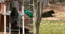 Playful Black Bear Climbs Playground and Rides the Slide, Just Like a Kid
