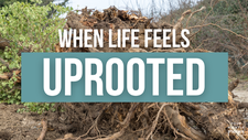 When Life Feels Uprooted | Your Nightly Prayer