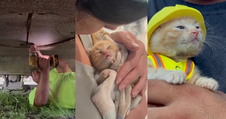 Tiny Kitten Goes From Excavator Rescue to Construction Company Mascot 