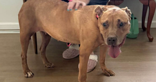 Senior Dog Spends 5 Years Waiting for a Family Before Finally Getting His ‘Freedom Ride’ 