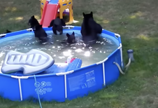 Backyard Pool Gets Some Unexpected Guests When Momma Bear and Cubs Stop By