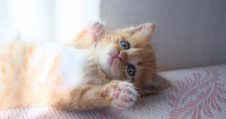 Rescue Kitten Throws Ceremonial First Pitch at Ballpark