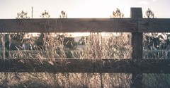 Learning to be Content with the Fences of Life