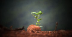 Sunday School Lesson: Growing Like a Seed