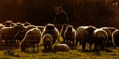 The Church Needs Shepherds, Not Coaches