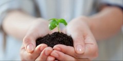 The Best Time to Plant a Tree
