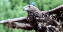 Let Down Your Wings - Streams in the Desert - June 17