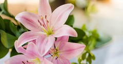 What Does it Mean to "Consider the Lilies of the Field"?