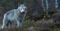 How to Beware of the "Wolf in Sheep's Clothing"