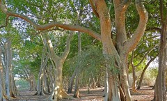 Jesus Curses A Fig Tree - Bible Story