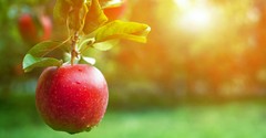 What Exactly Was the Forbidden Fruit?