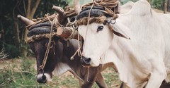 What Does 'Kick against the Goads' Mean in the Bible?