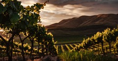 What Does it Mean That Jesus Is the True Vine?