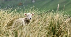 3 Wonderful Lessons in the Parable of the Lost Sheep
