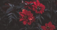 An Acquired Taste - Greg Laurie Devotion - June 6, 2026